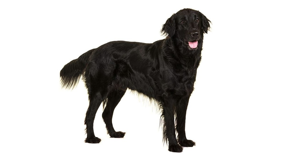 Flat Coated Retriever running on grass