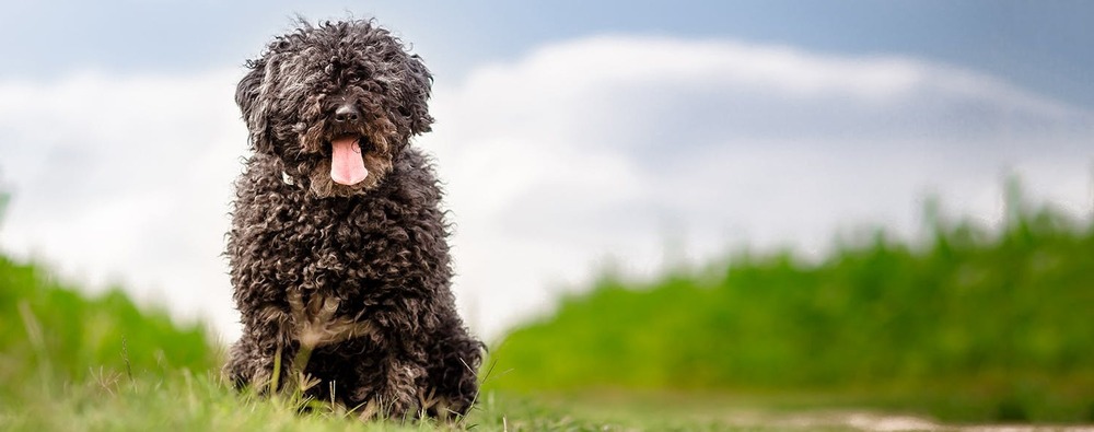 Puli standing with corded coat