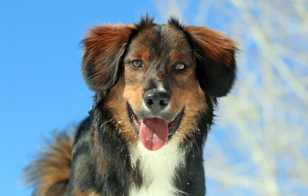 English Shepherd lying on grass
