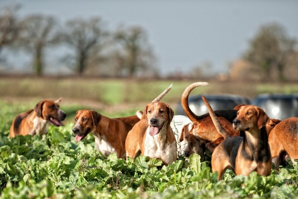Colombian Fino Hound walking alongside a handler