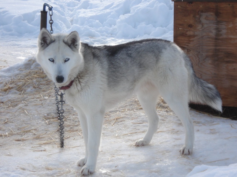 Seppala type sled dog moving through a snowy landscape