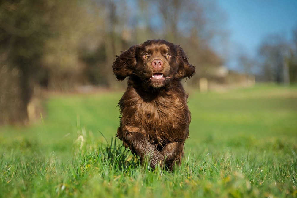 Sussex Spaniel walking on a lead