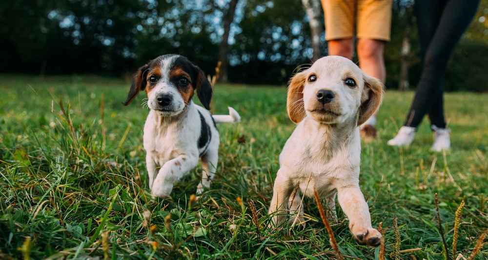 Puppy sitting on a floor indoors