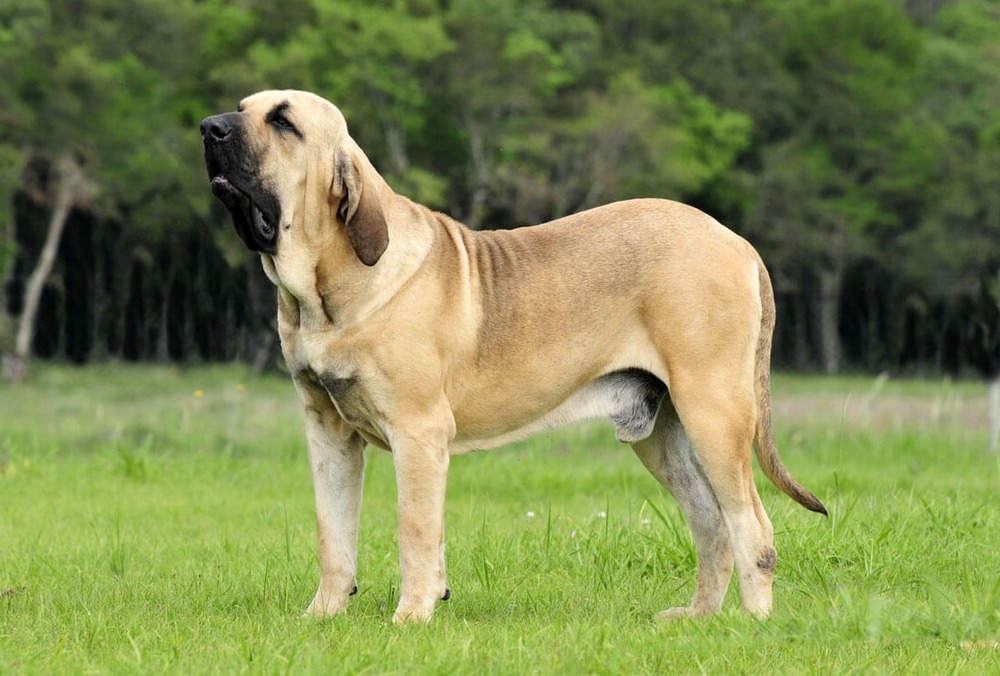 Dogue Brasileiro sitting calmly