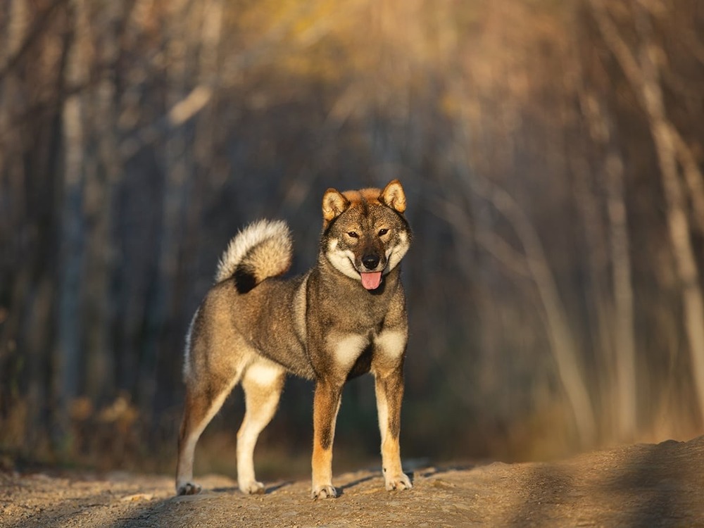 Shikoku dog moving through grass