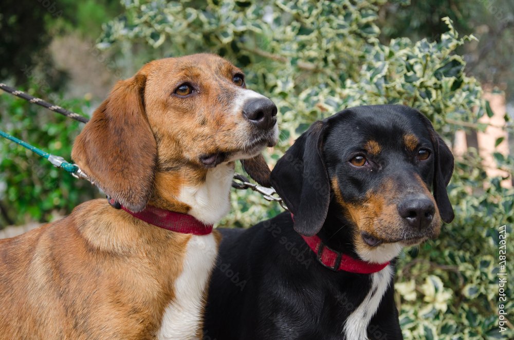 Segugio Maremmano side profile with short coat
