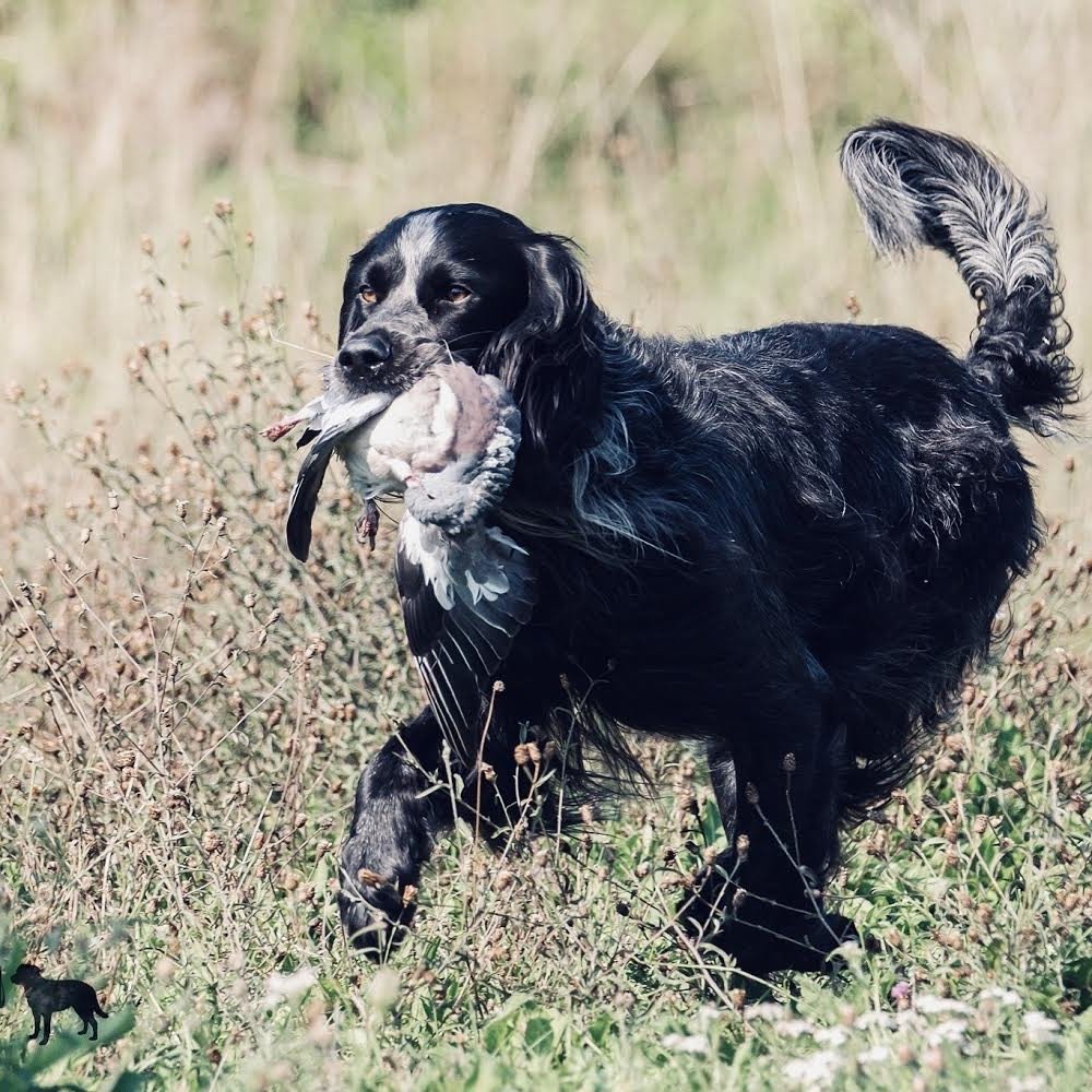Blue Picardy Spaniel standing in a natural setting