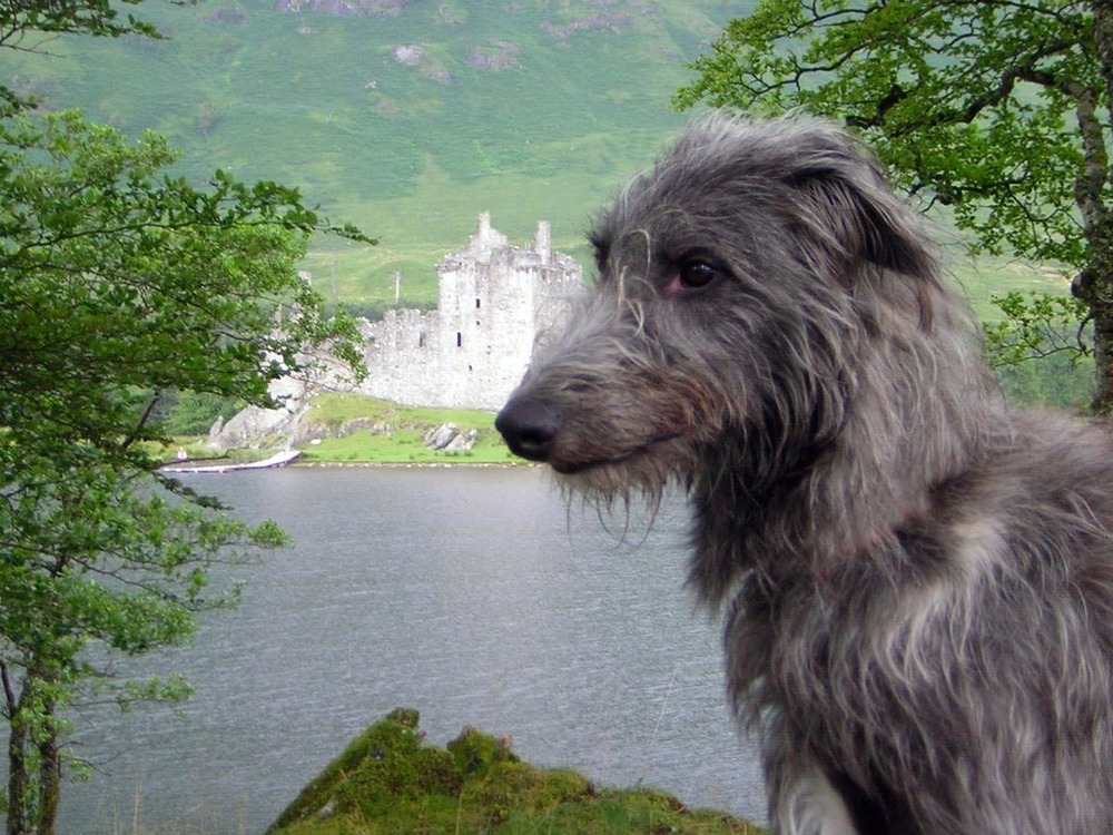 Scottish Deerhound resting calmly