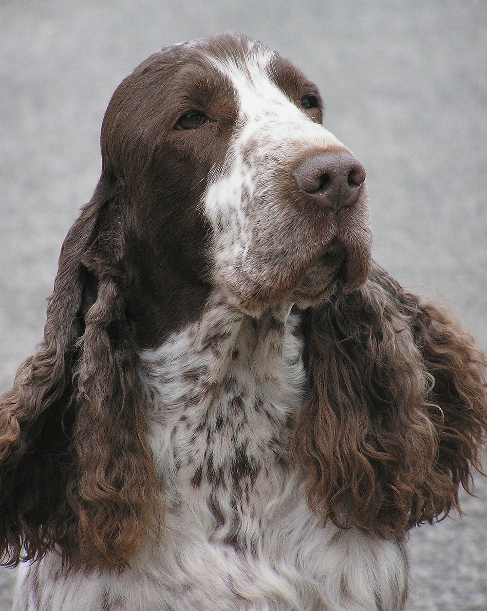 English Cocker Spaniel standing outdoors