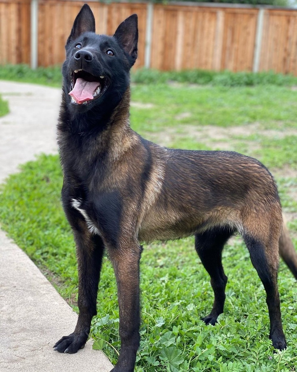 Belgian Malinois resting on grass