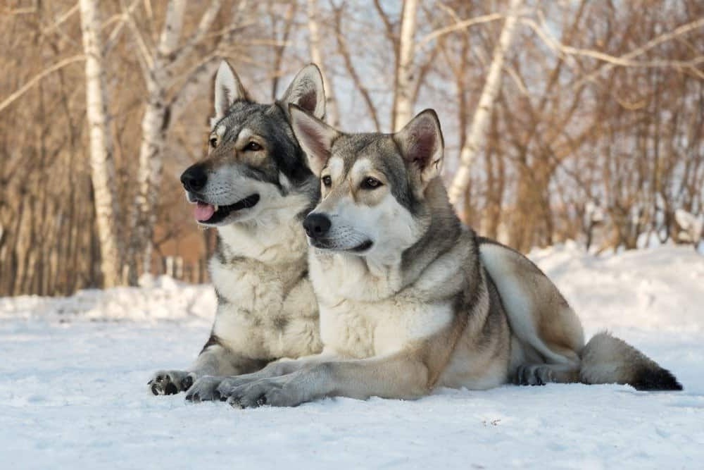 Close view of a Saarloos Wolfdog face