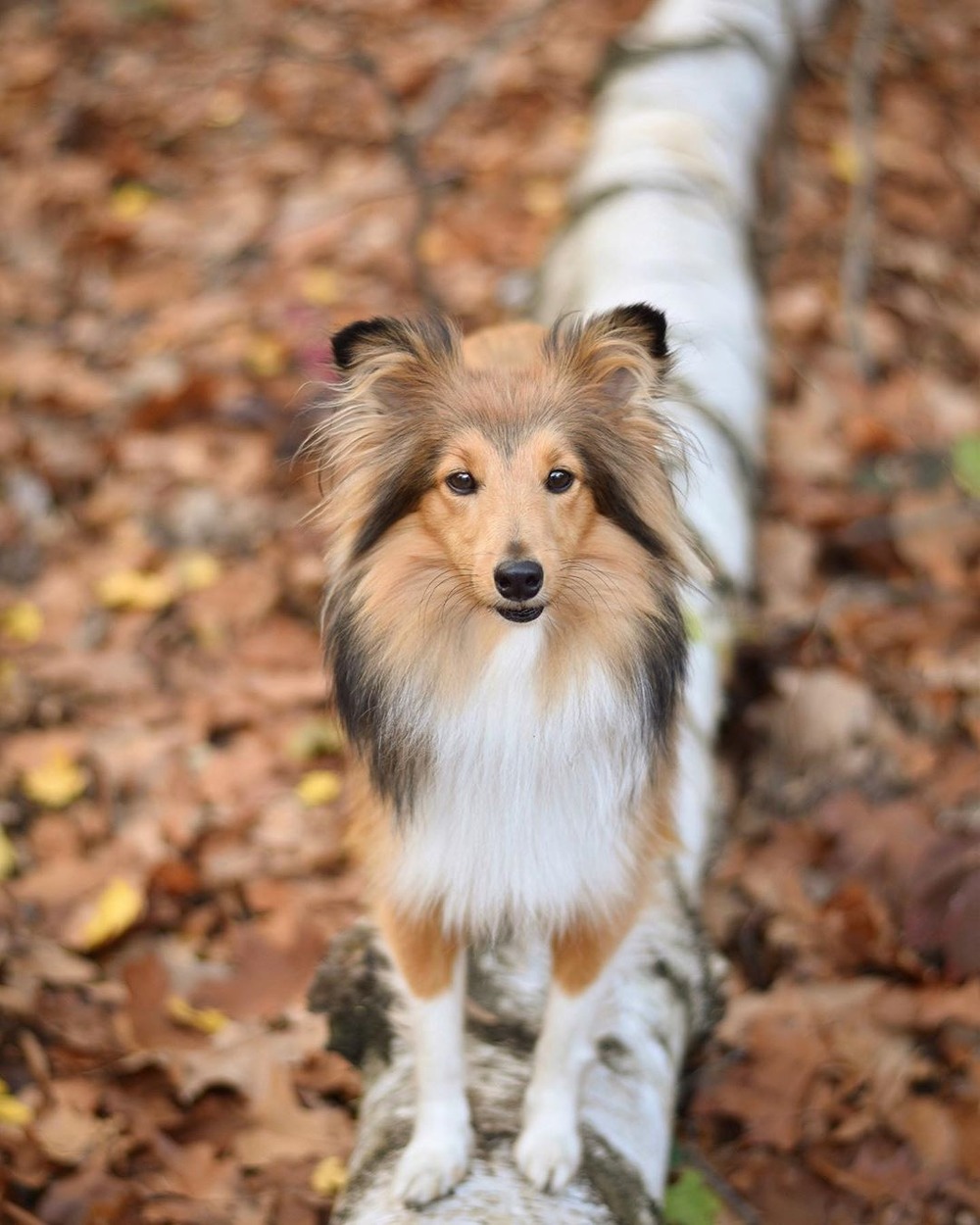 Shetland Sheepdog portrait showing coat and ears