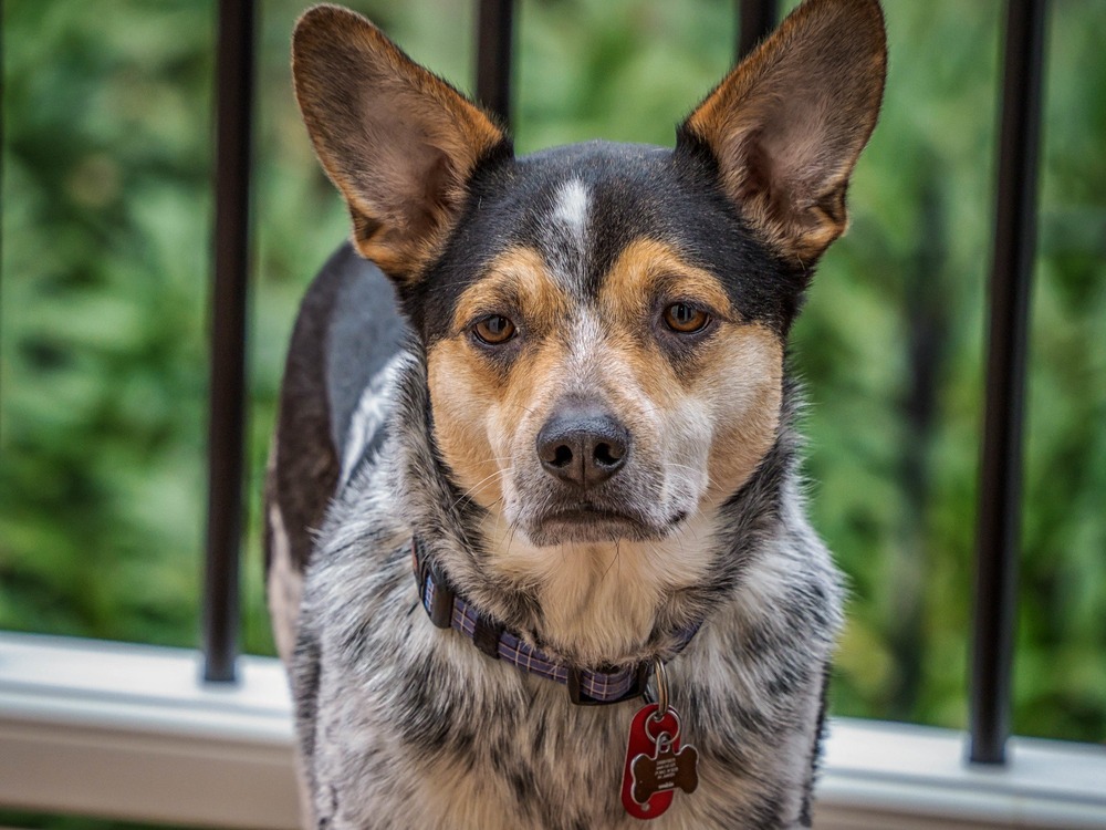 Australian Cattle Dog standing outdoors
