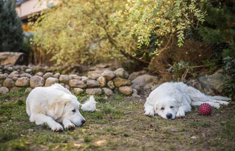 Large white guardian dog with thick coat