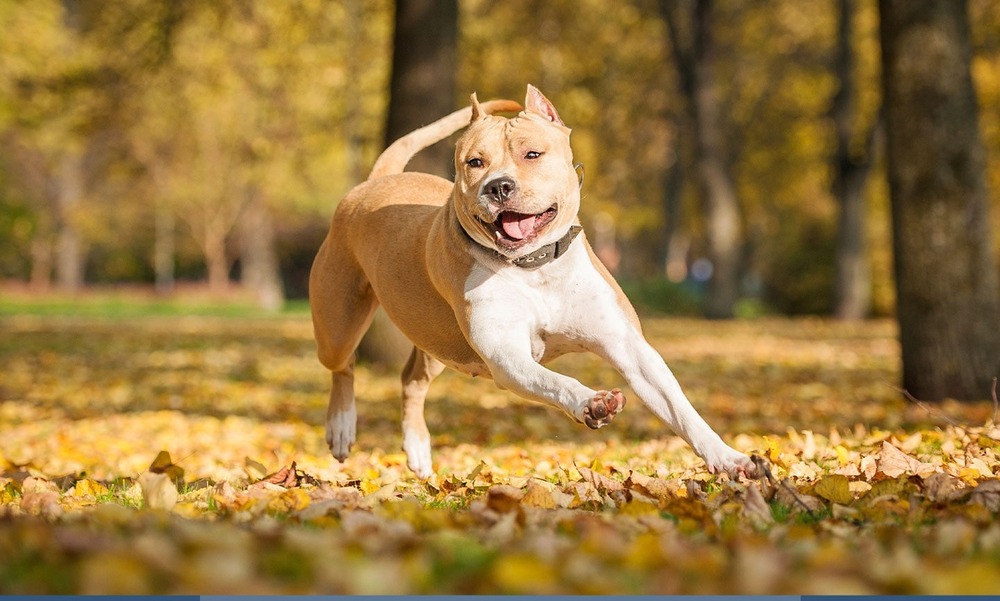 American Staffordshire Terrier on a walk with handler
