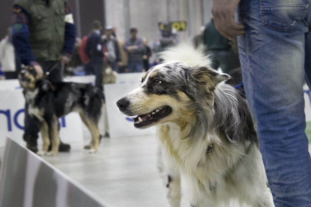 Cane di Oropa close view of head and coat
