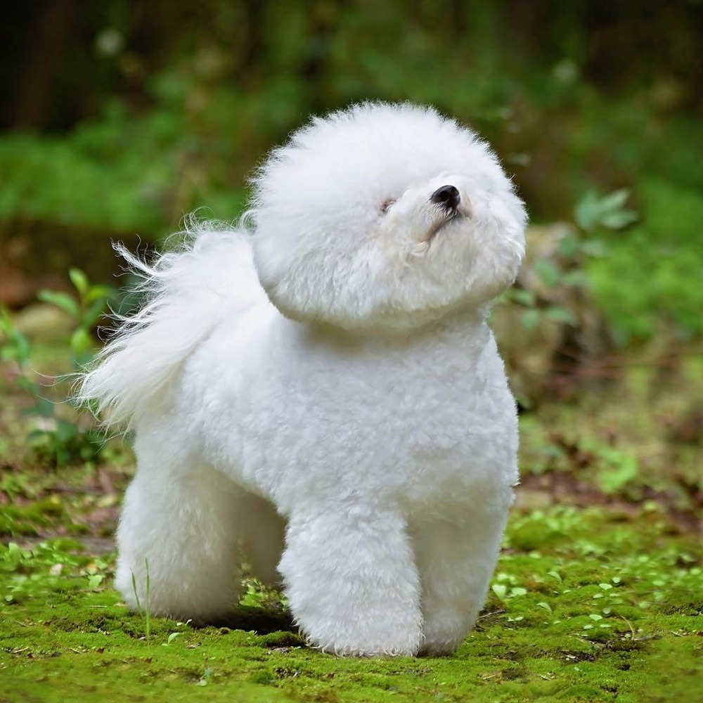 Bichon Frise lying down indoors