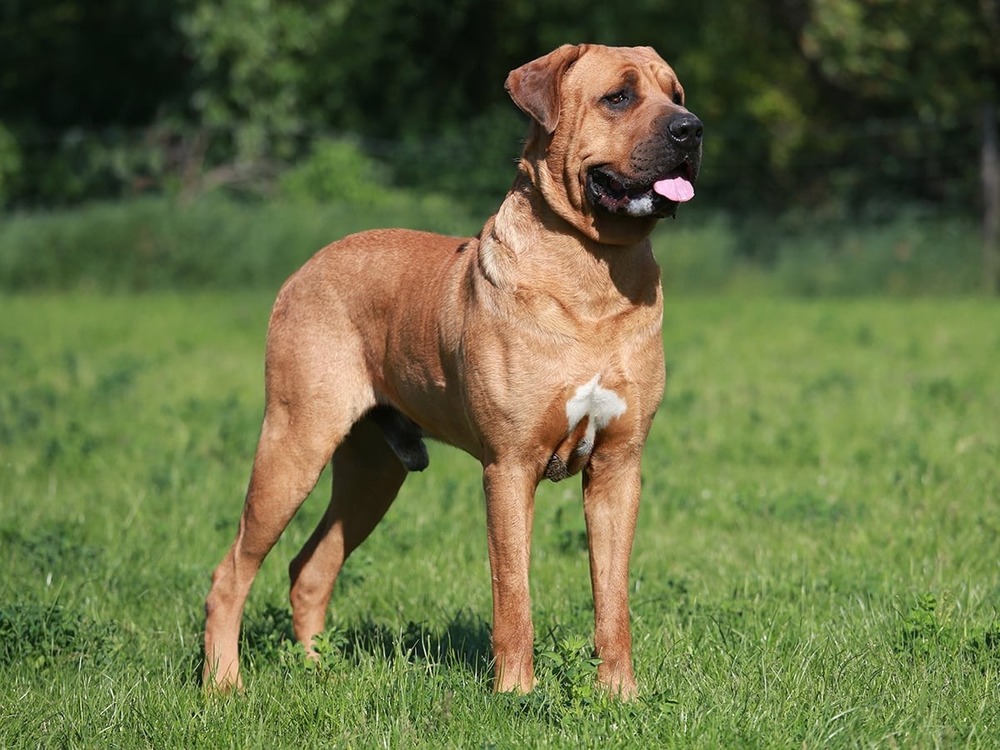 Large Tosa Inu resting calmly