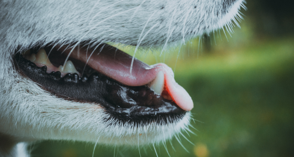 Diagram-style image suggesting dental assessment