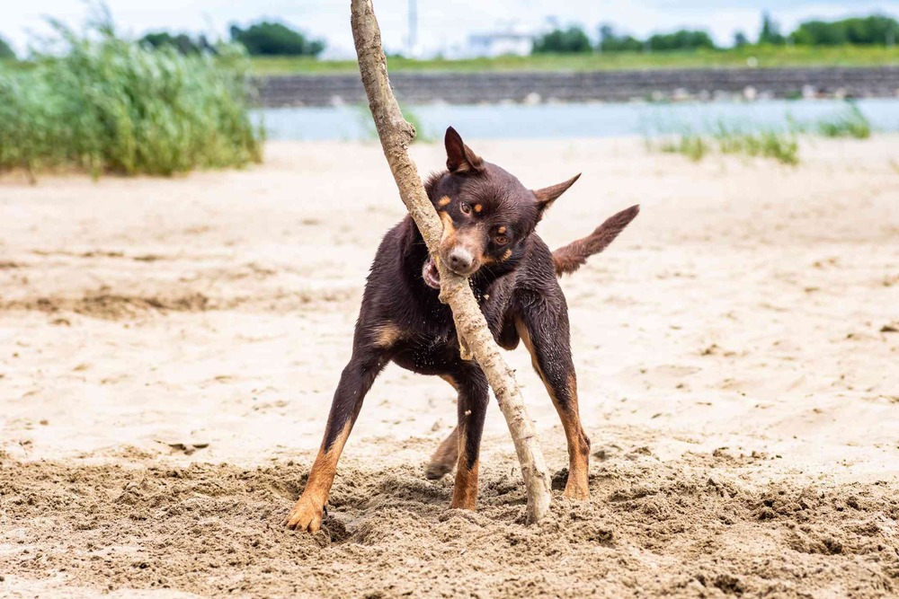 Australian Kelpie standing outdoors