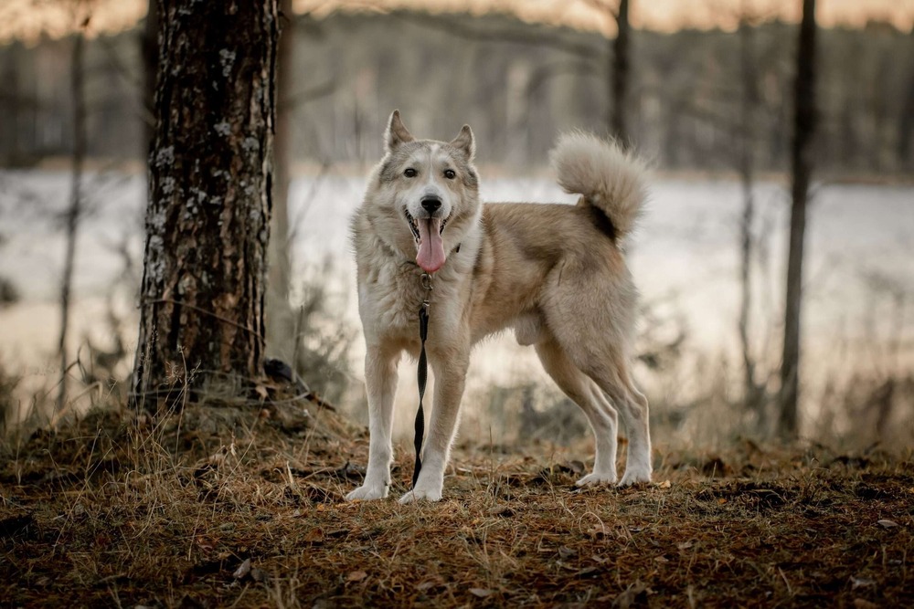 Close view of West Siberian Laika face and coat