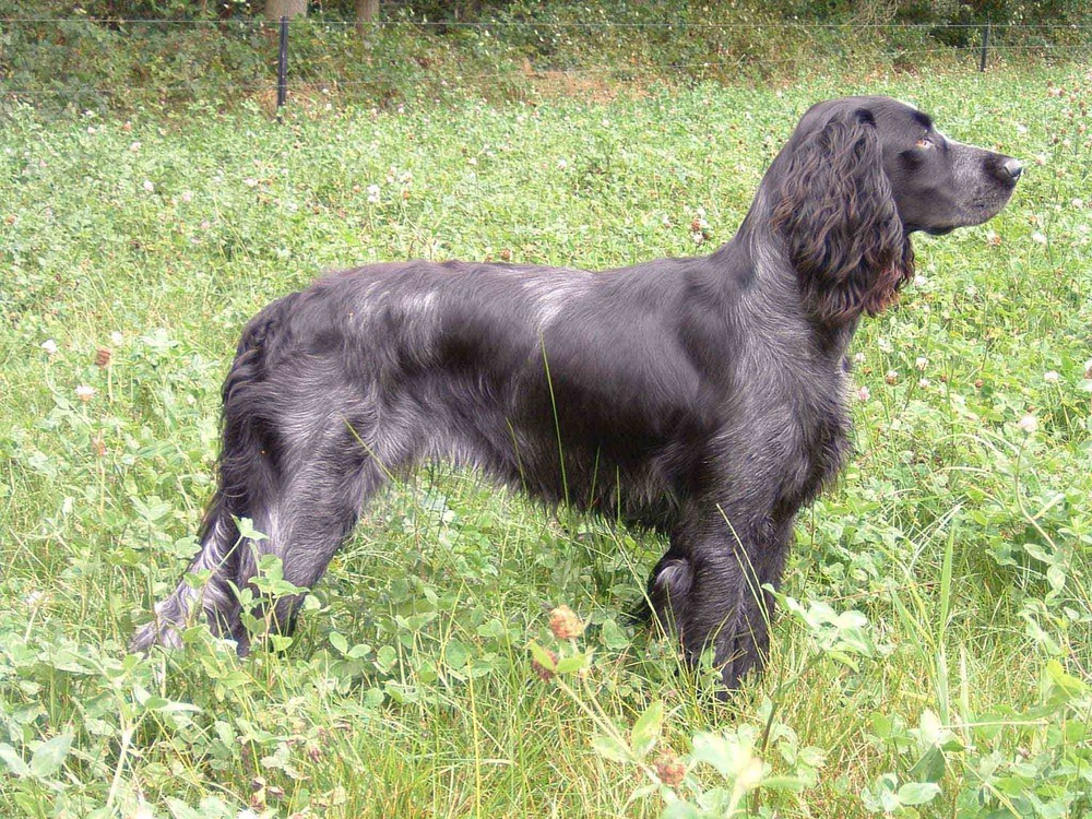 Blue Picardy Spaniel sitting calmly outdoors