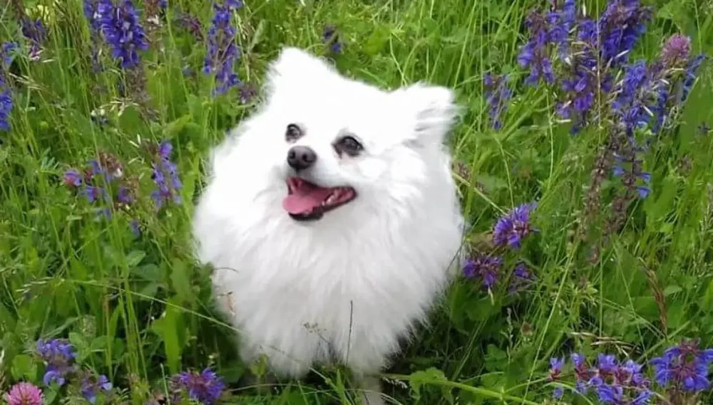 Volpino Italiano indoors with fluffy coat