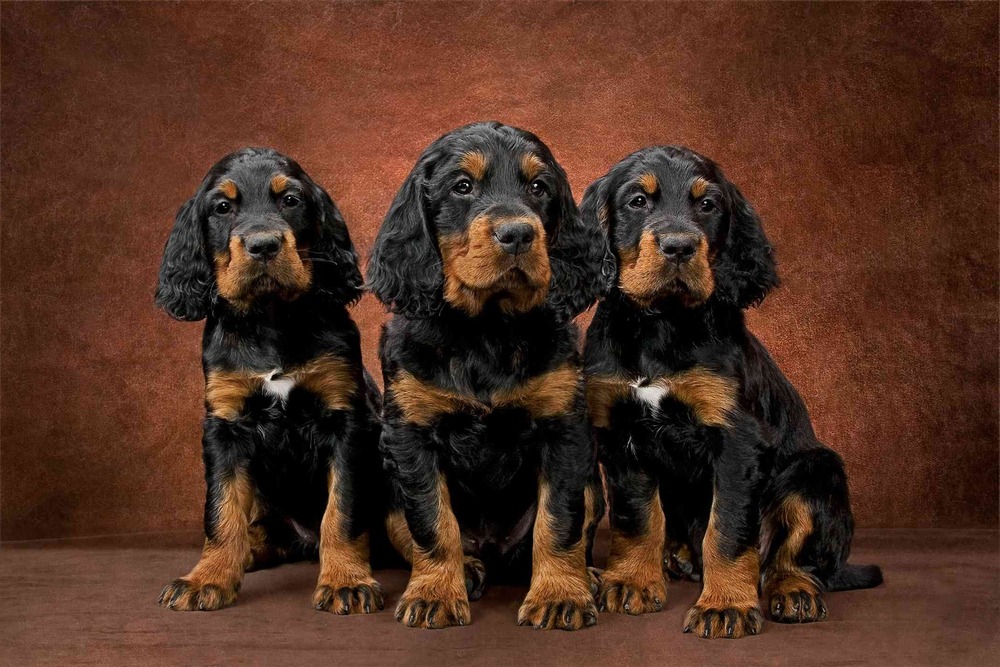 Gordon Setter standing in profile