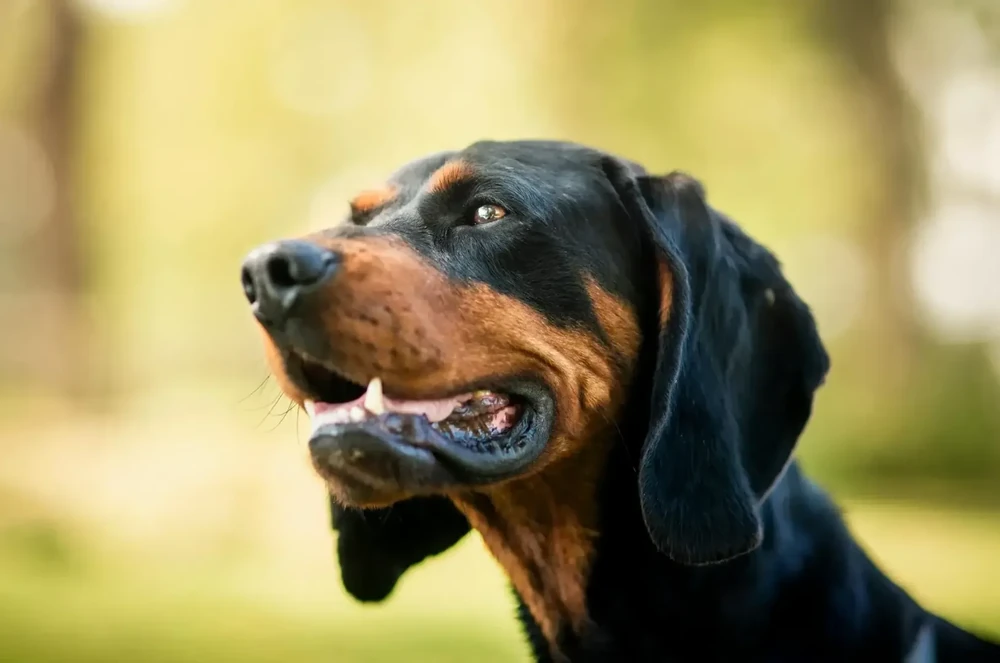 Lithuanian Hound close-up of head and ears
