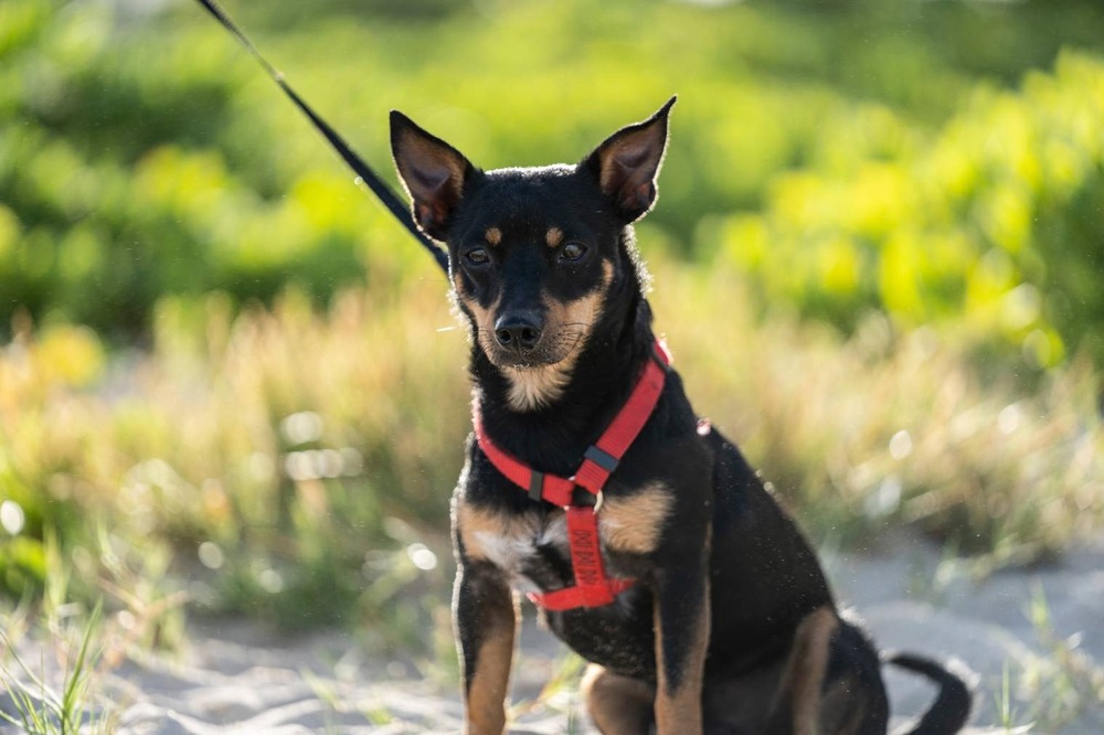 Toy Manchester Terrier moving outdoors