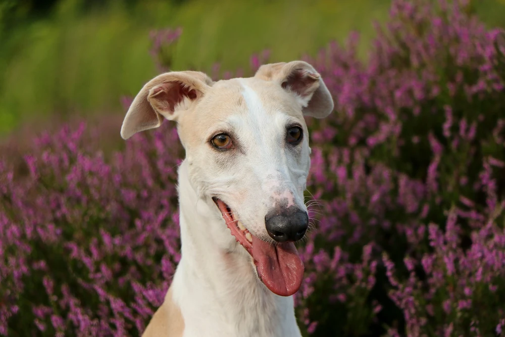 Greyhound looking attentive indoors