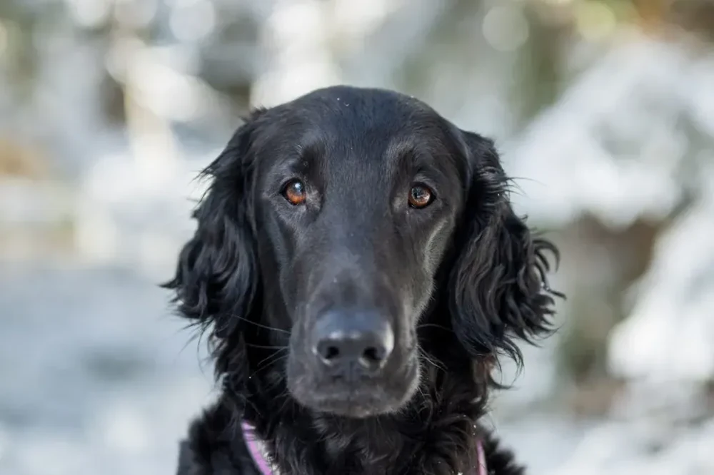 Flat Coated Retriever standing outdoors