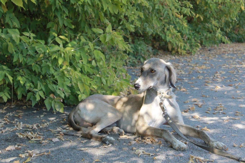Tazy standing in profile outdoors