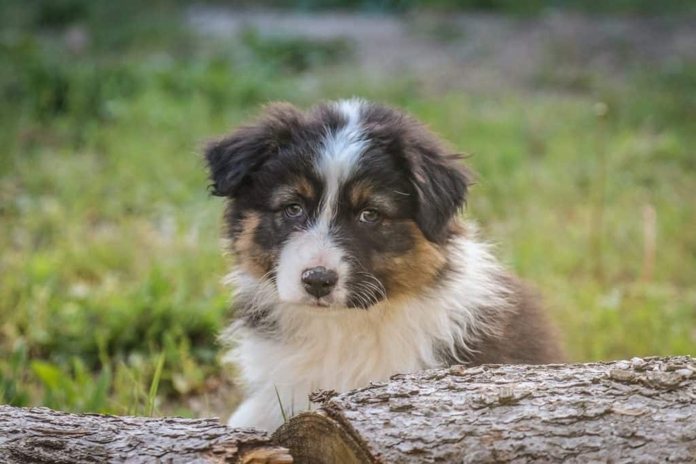 English Shepherd walking beside handler