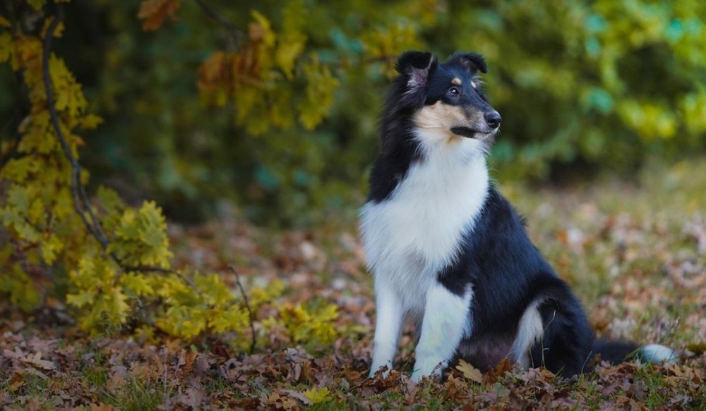 Rough Collie showing long double coat