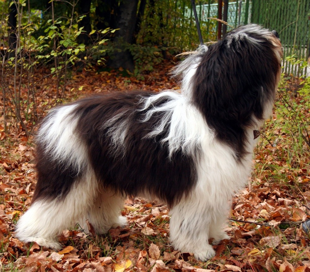 Shaggy Polish Lowland Sheepdog portrait