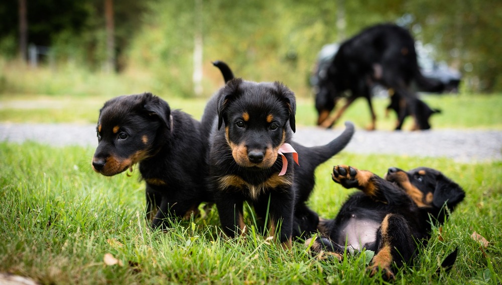 Beauceron coat detail