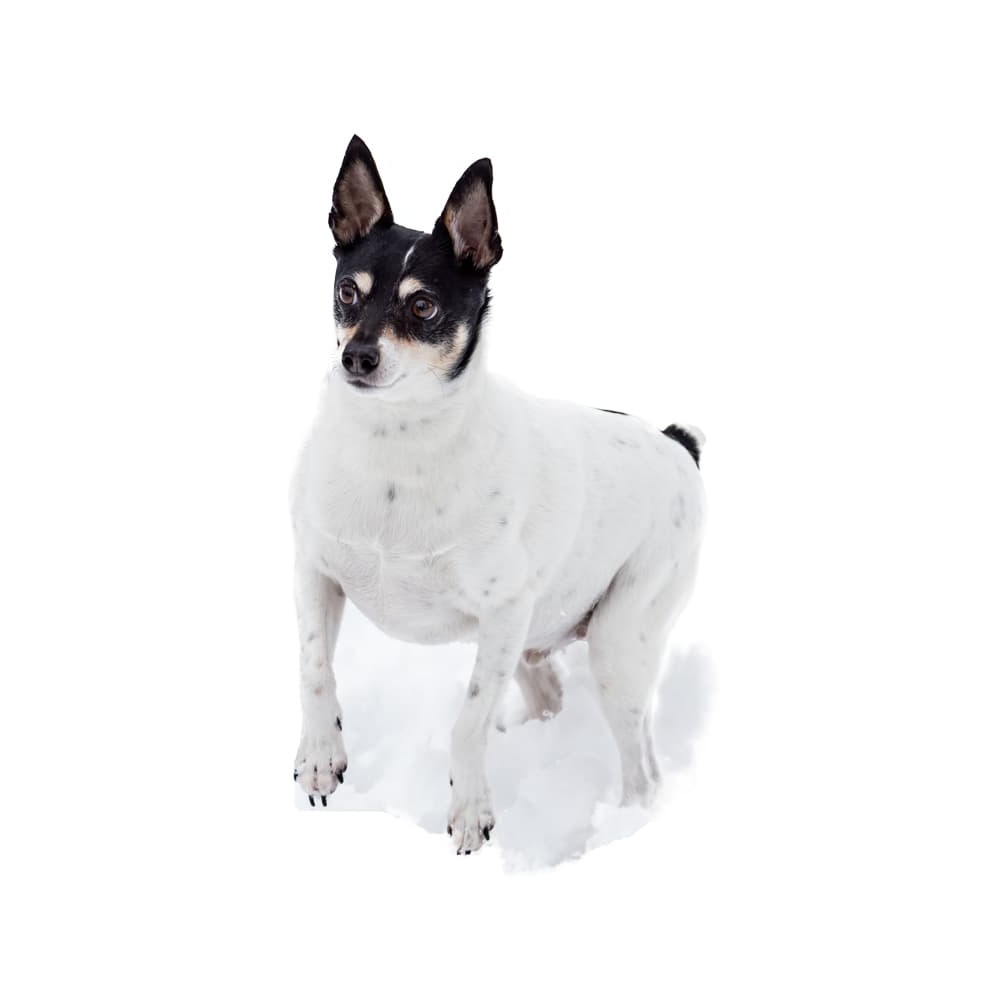 Toy Fox Terrier standing alert