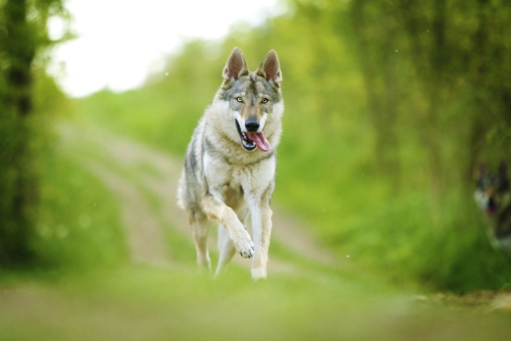 Czechoslovakian Wolfdog standing side on