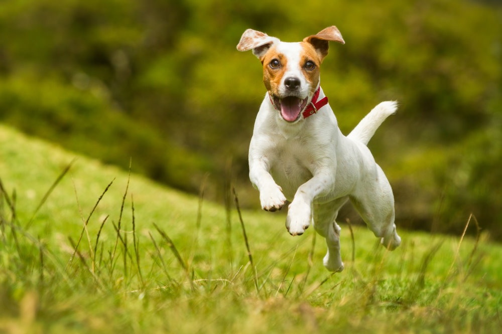 Parson Russell Terrier outdoors on grass