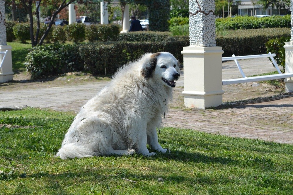 Great Pyrenees close-up portrait
