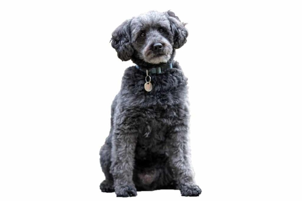 Ratonero Murciano standing outdoors