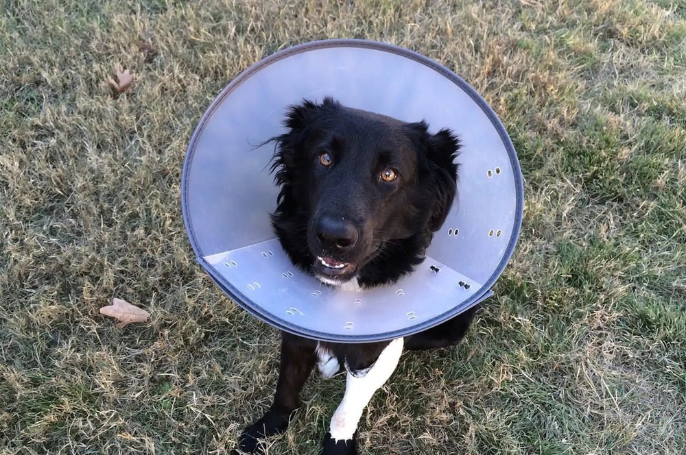 Dog wound first aid supplies and bandage