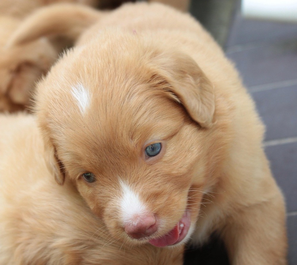 Red retriever-type dog with feathered coat