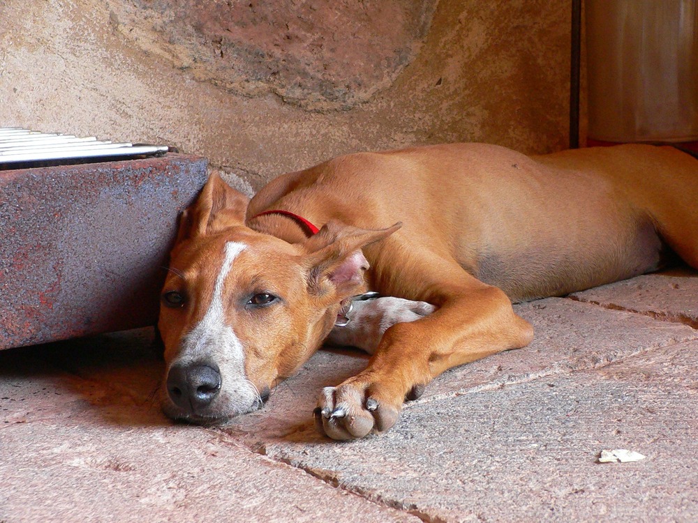 Podenco Valenciano standing alert outdoors