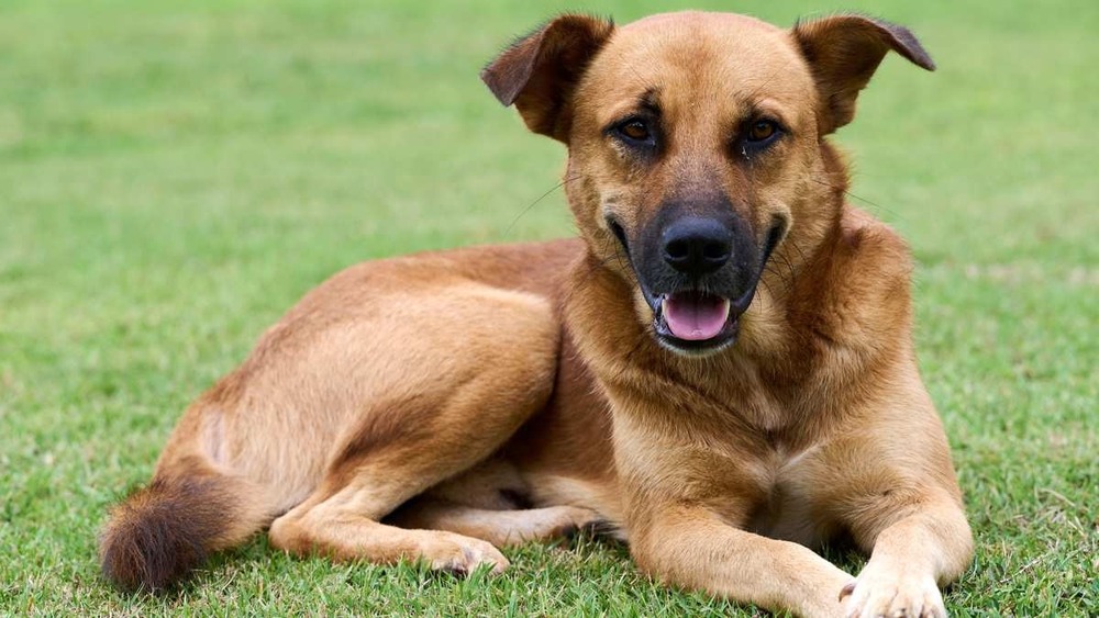 Africanis standing outdoors