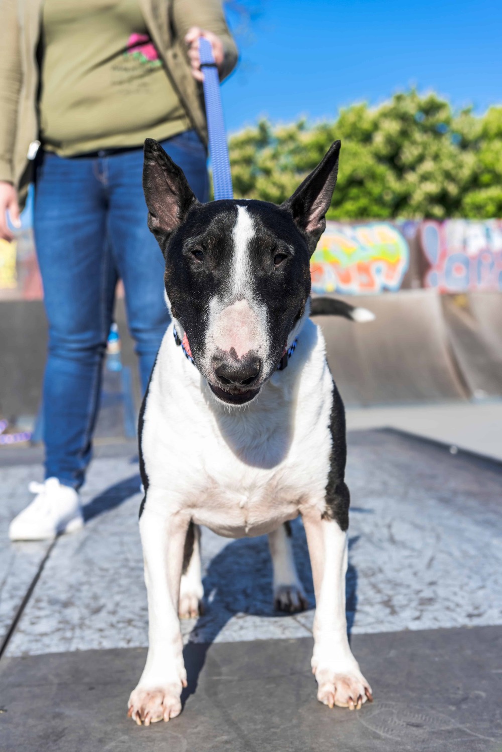 Miniature Bull Terrier outdoors