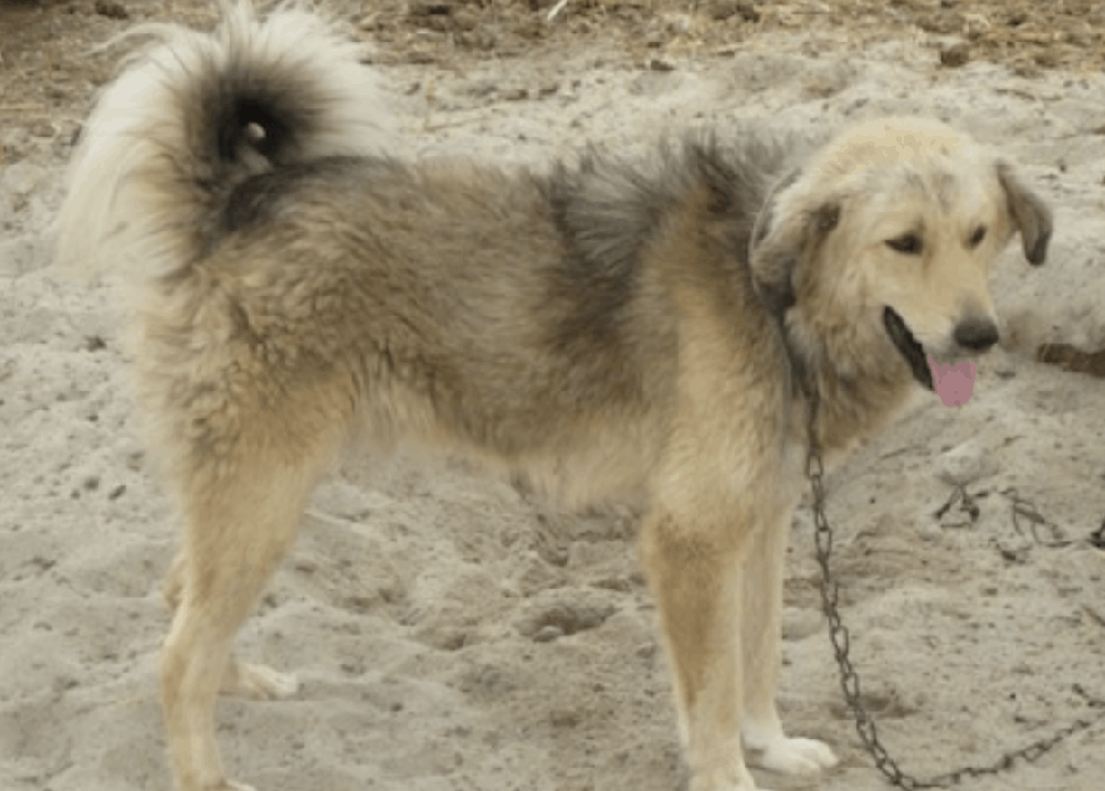 Bakharwal Dog standing outdoors