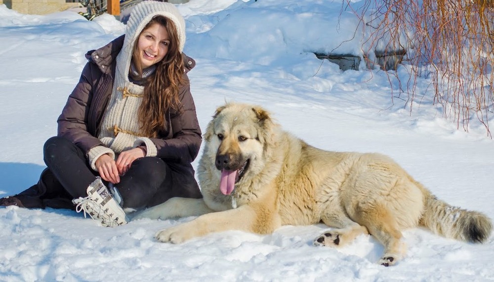 Large guardian dog standing in a rural setting