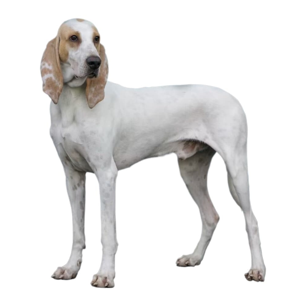 Porcelaine dog resting on a grassy area